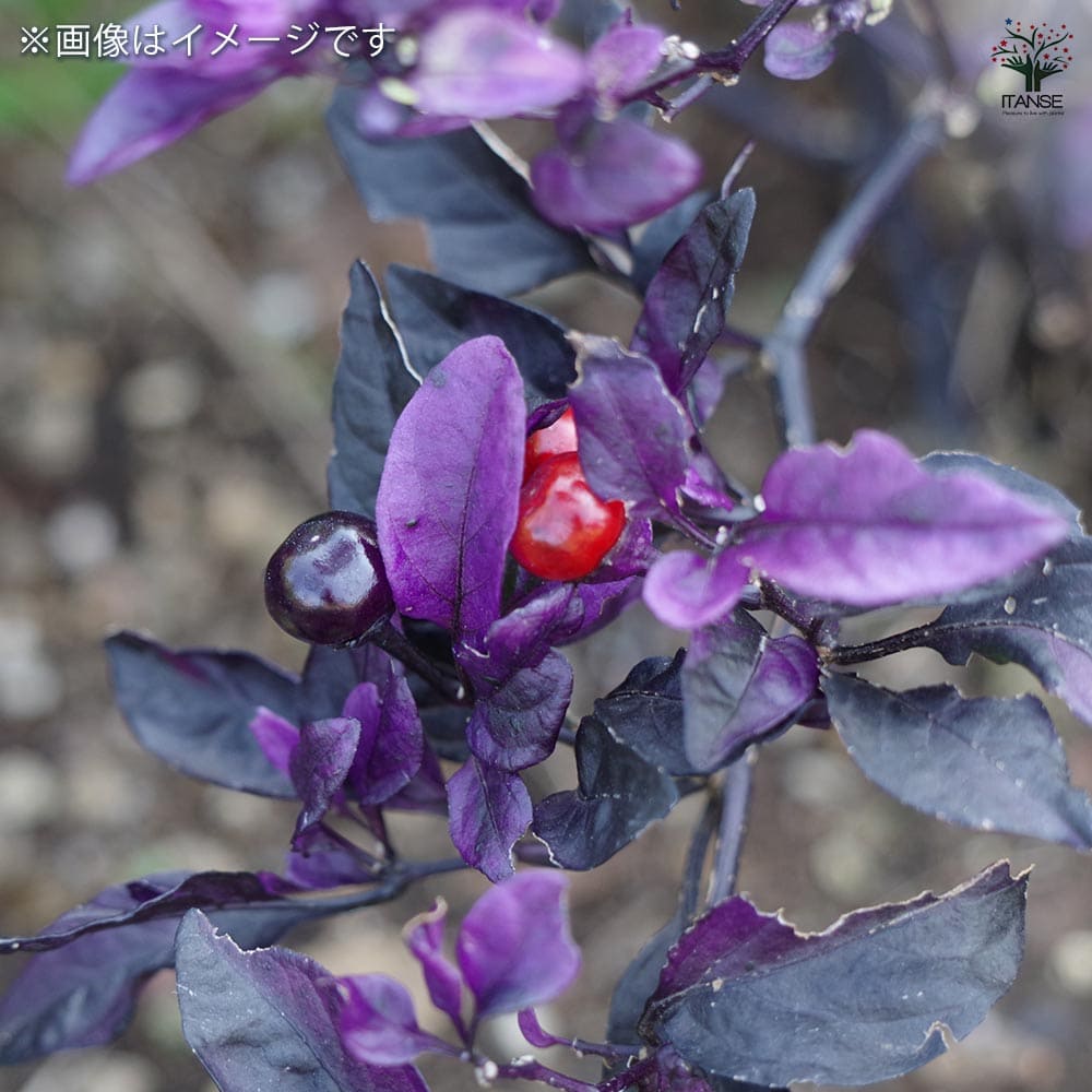 観賞用トウガラシ パープルフラッシュ 【花木苗 3号】｜ 【植物の 