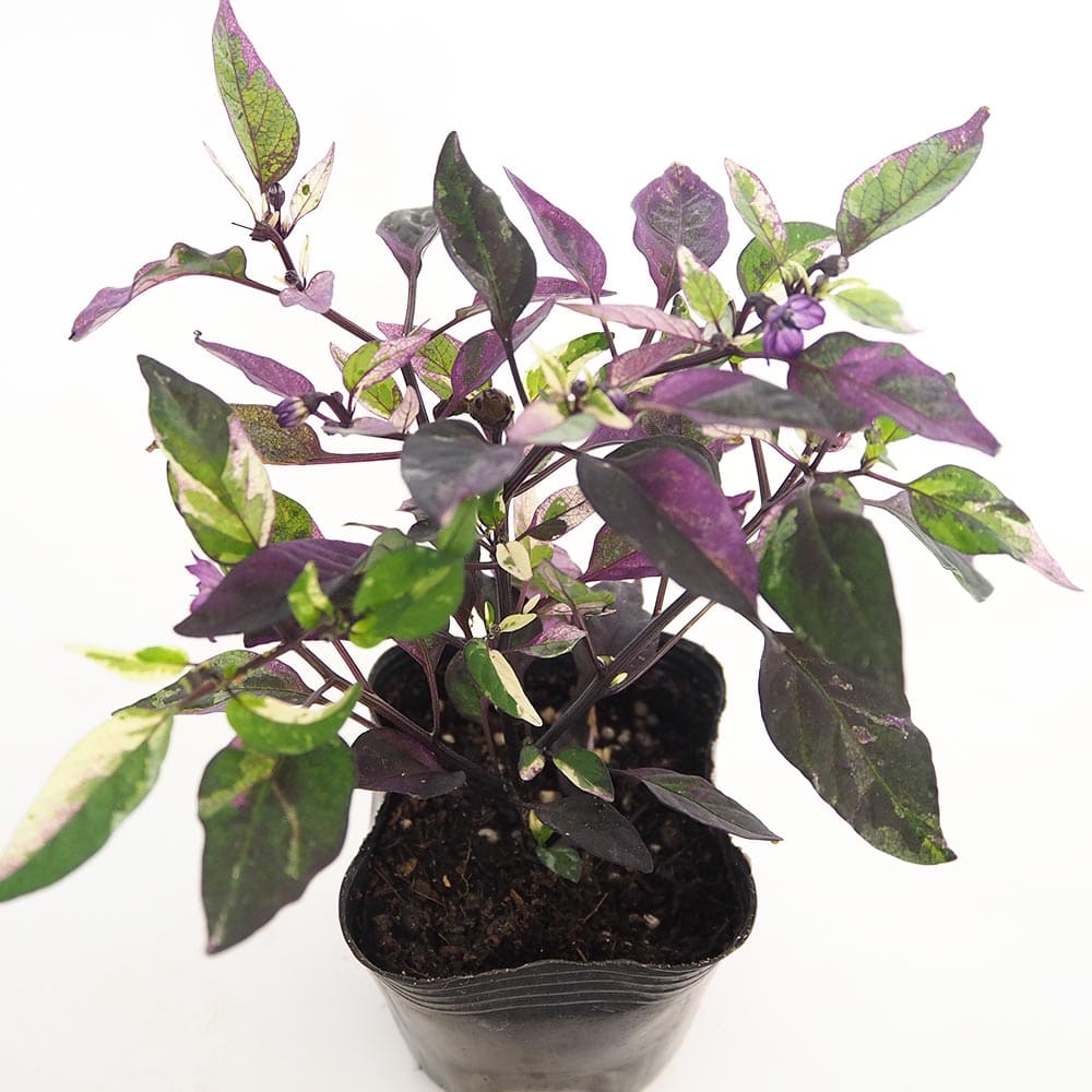 観賞用トウガラシ パープルフラッシュ 【花木苗 3号】