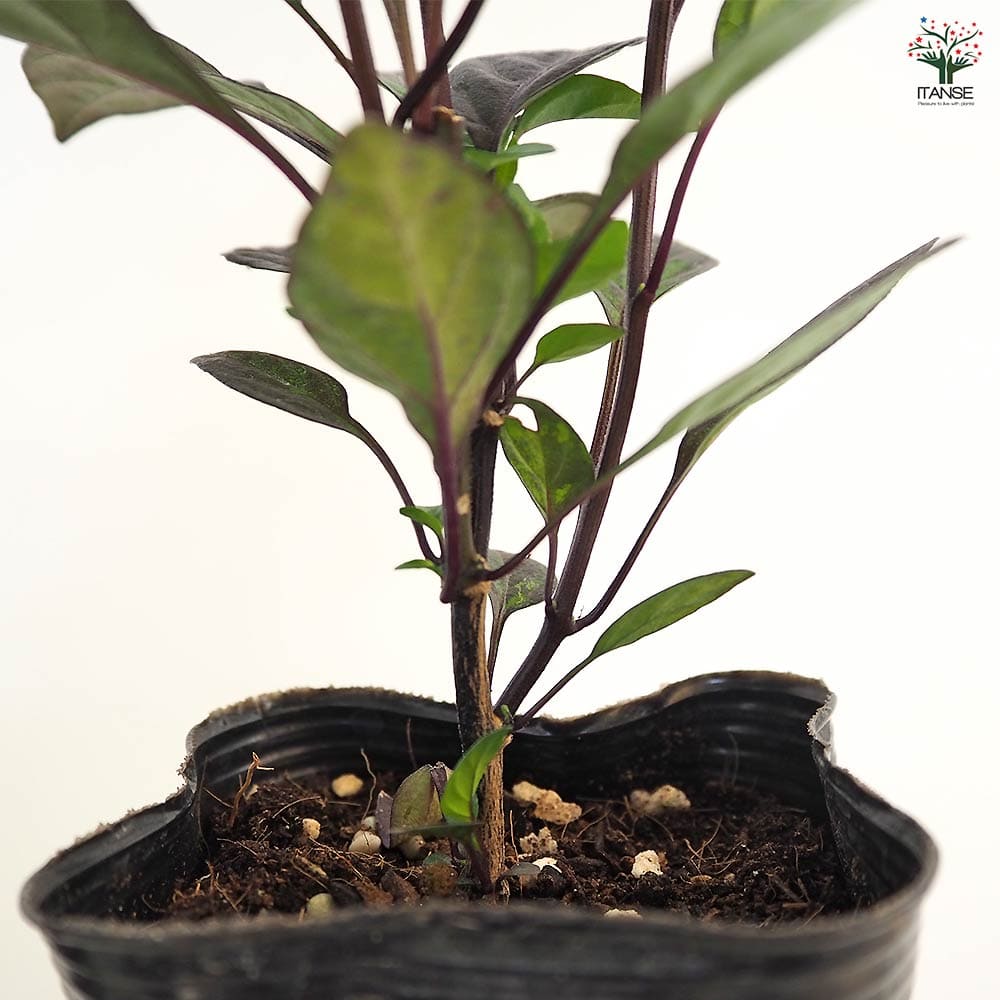 観賞用トウガラシ ブラックパール 【花木苗 3号】｜ 【植物の