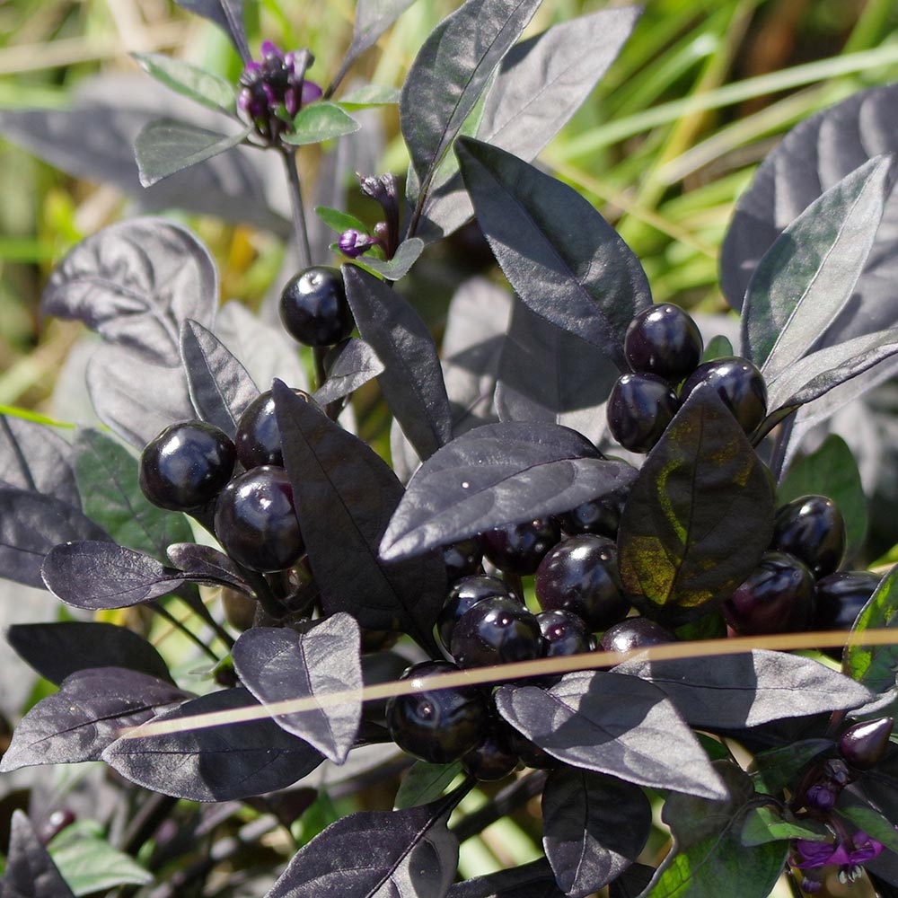 観賞用トウガラシ ブラックパール 【花木苗 3号】