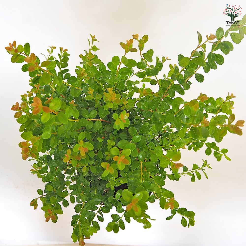 シジギウム ブクシフォリア 【花木苗 5号／1個売り】｜ 【植物の