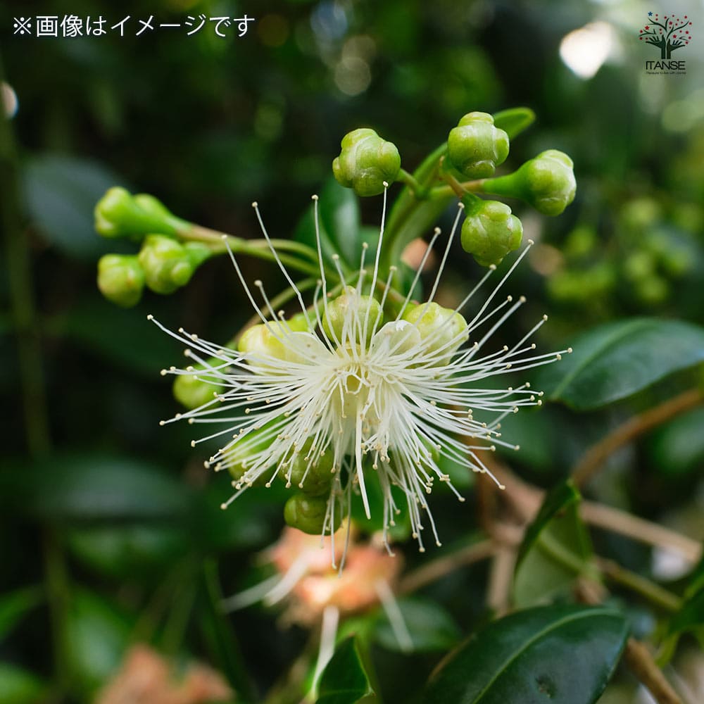 シジギウム ブクシフォリア 【花木苗 5号／1個売り】｜ 【植物の