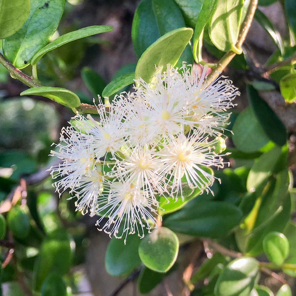 シジギウム ブクシフォリア 【花木苗 5号／1個売り】