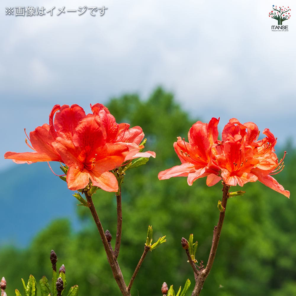 レンゲツツジ 紅花 【花木苗 3.5号】｜ 【植物のITANSE】全品