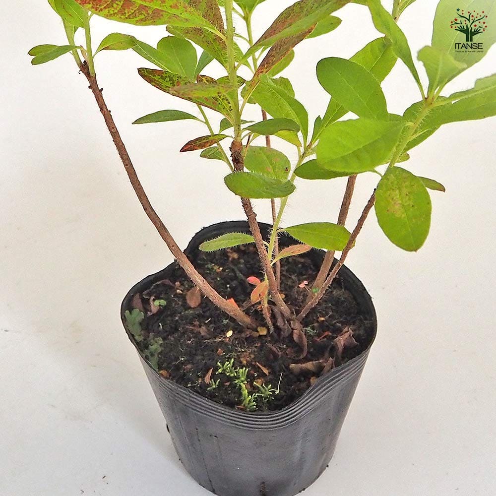 レンゲツツジ 紅花 【花木苗 3.5号】｜ 【植物のITANSE】全品