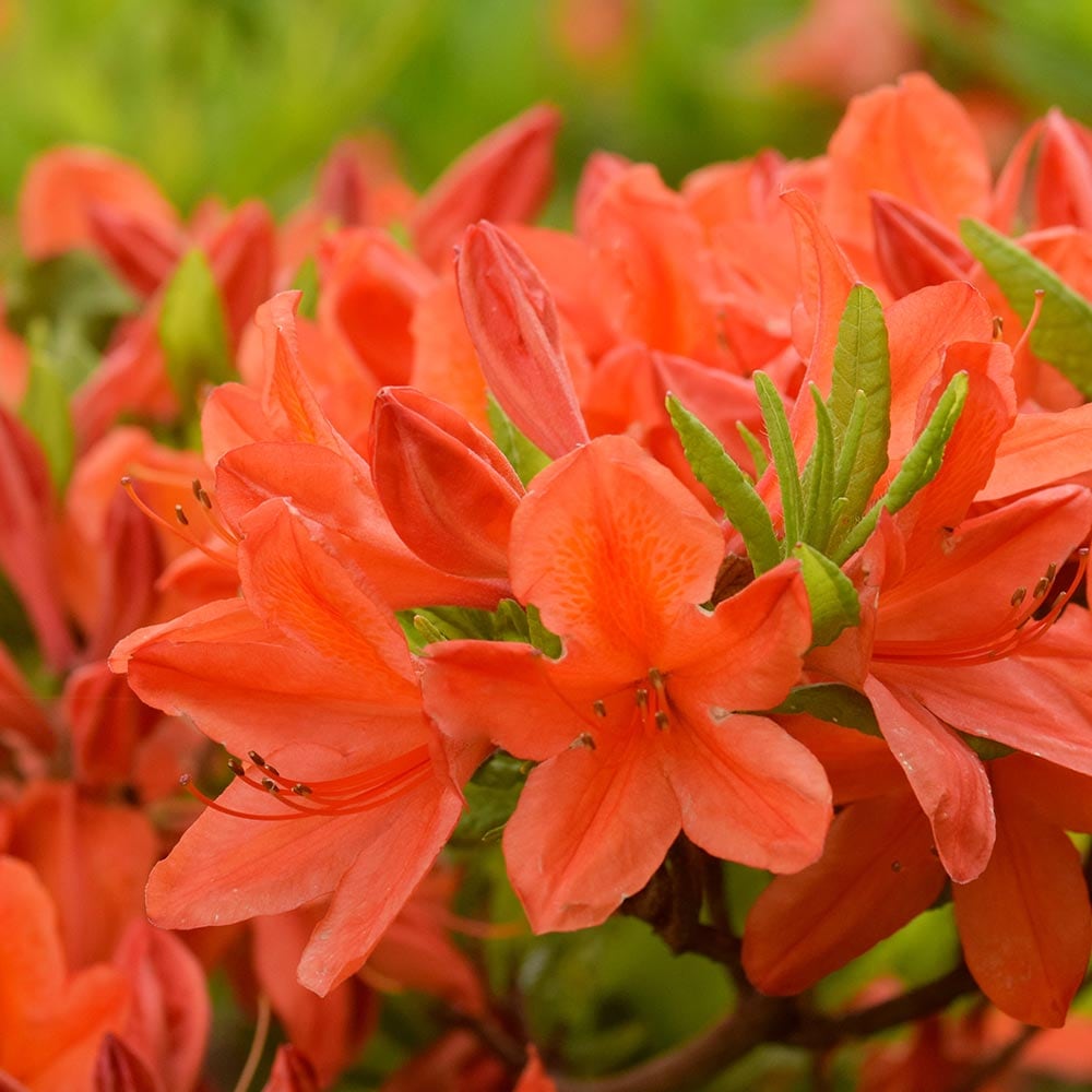 レンゲツツジ 紅花 【花木苗 3.5号】｜ 【植物のITANSE】全品