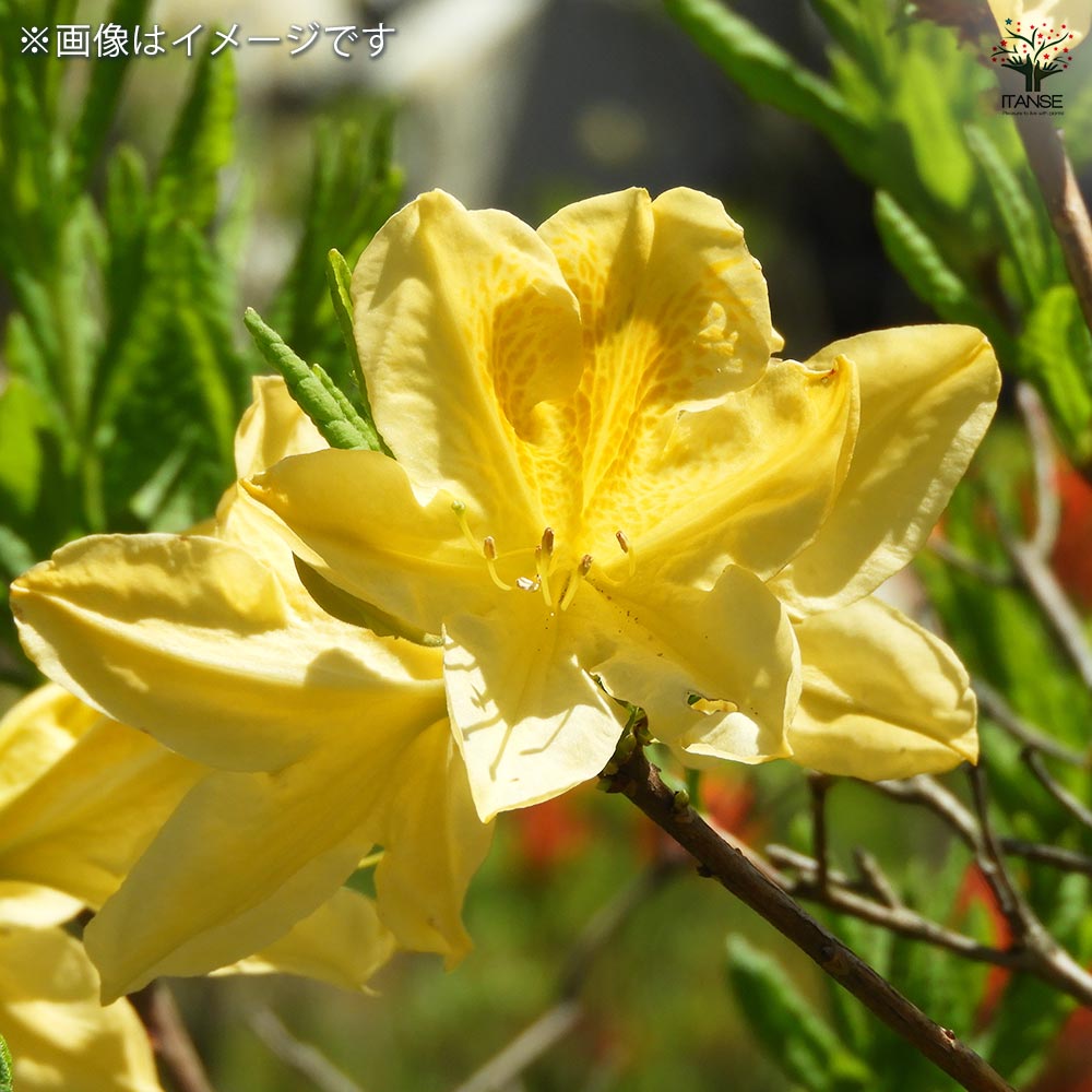 レンゲツツジ 黄花 【花木苗 3.5号】｜ 【植物のITANSE】全品