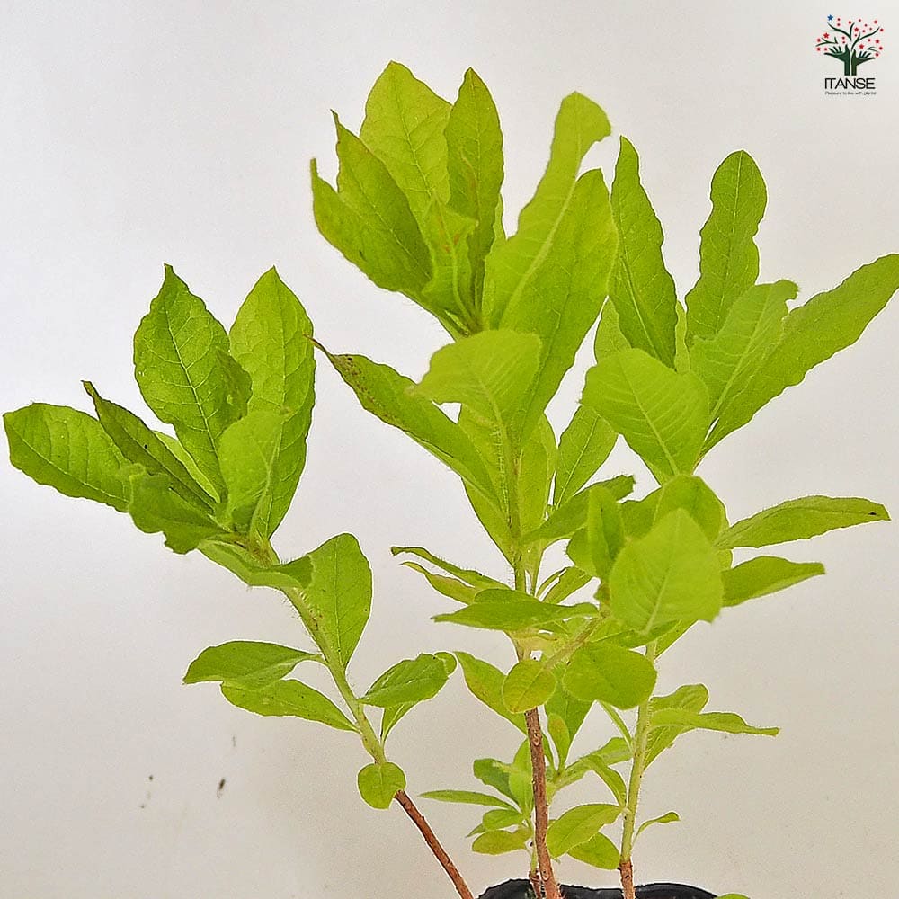 レンゲツツジ 黄花 【花木苗 3.5号】｜ 【植物のITANSE】全品