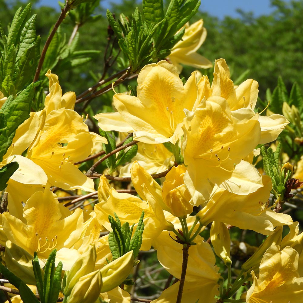 レンゲツツジ 黄花 【花木苗 3.5号】｜ 【植物のITANSE】全品