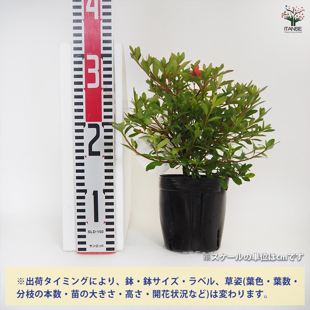 サツキ 紅盃(ベニサカズキ) 【花木苗 5号／1個売り】｜ 【植物の