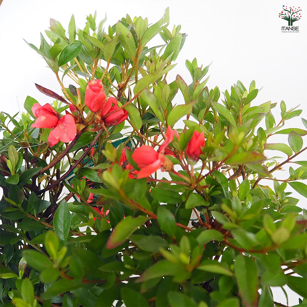 サツキ 紅盃(ベニサカズキ) 【花木苗 5号／1個売り】｜ 【植物の