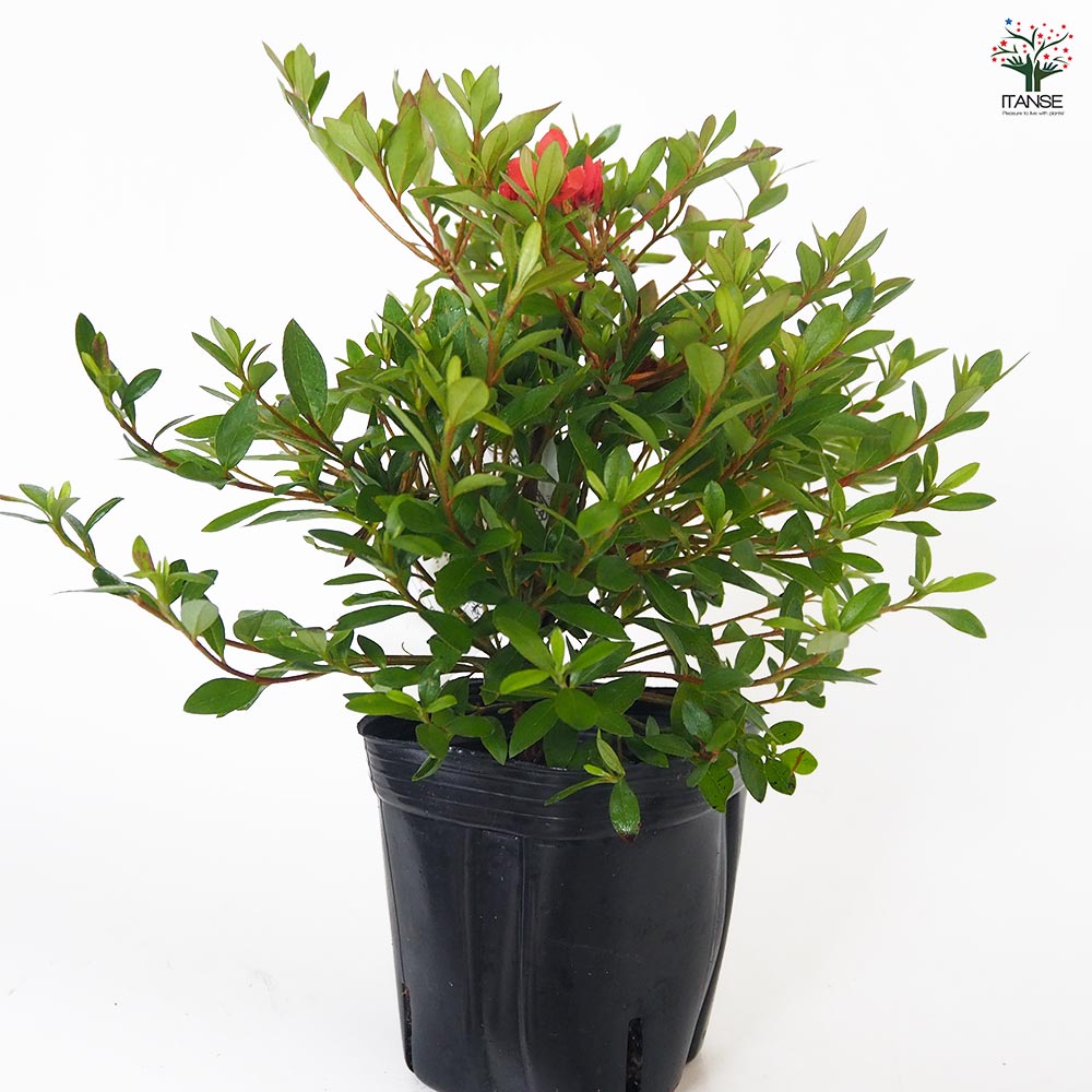 紅キーツ　8号　不織布苗　実付き マンゴー苗 品種 紅キーツ 8号不織布苗