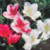 サツキ レインボー 【花木苗 5号／1個売り】|植木・花木