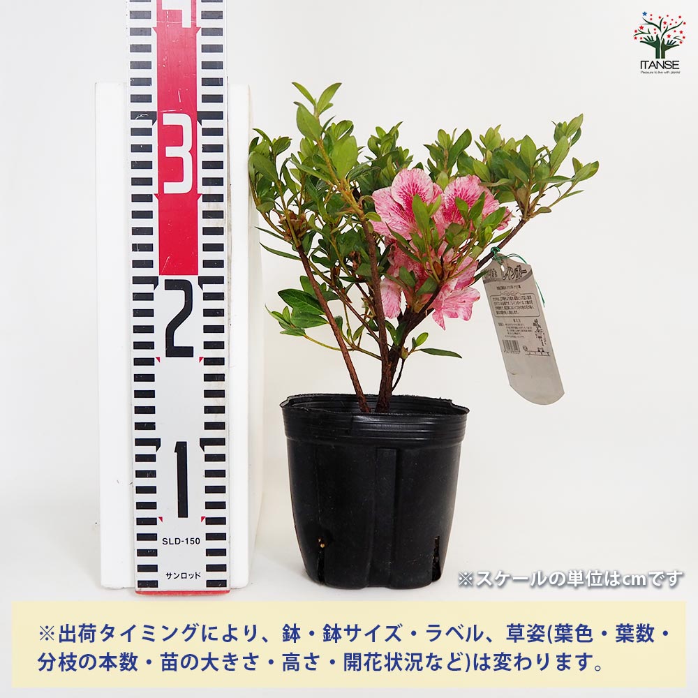 サツキ レインボー 【花木苗 5号／1個売り】｜ 【植物のITANSE