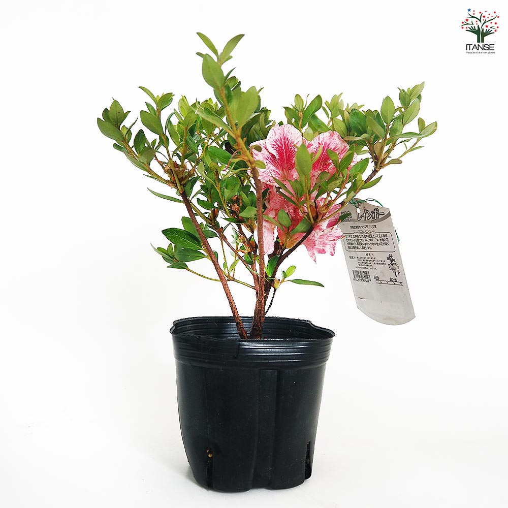 サツキ レインボー 【花木苗 5号／1個売り】｜ 【植物のITANSE