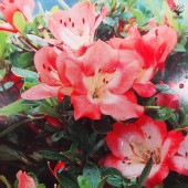 サツキ 月光(ゲッコウ) 【花木苗 5号／1個売り】|植木・花木