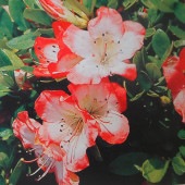 サツキ 真如の月(シンニョノツキ) 【花木苗 5号／1個売り】|植木・花木