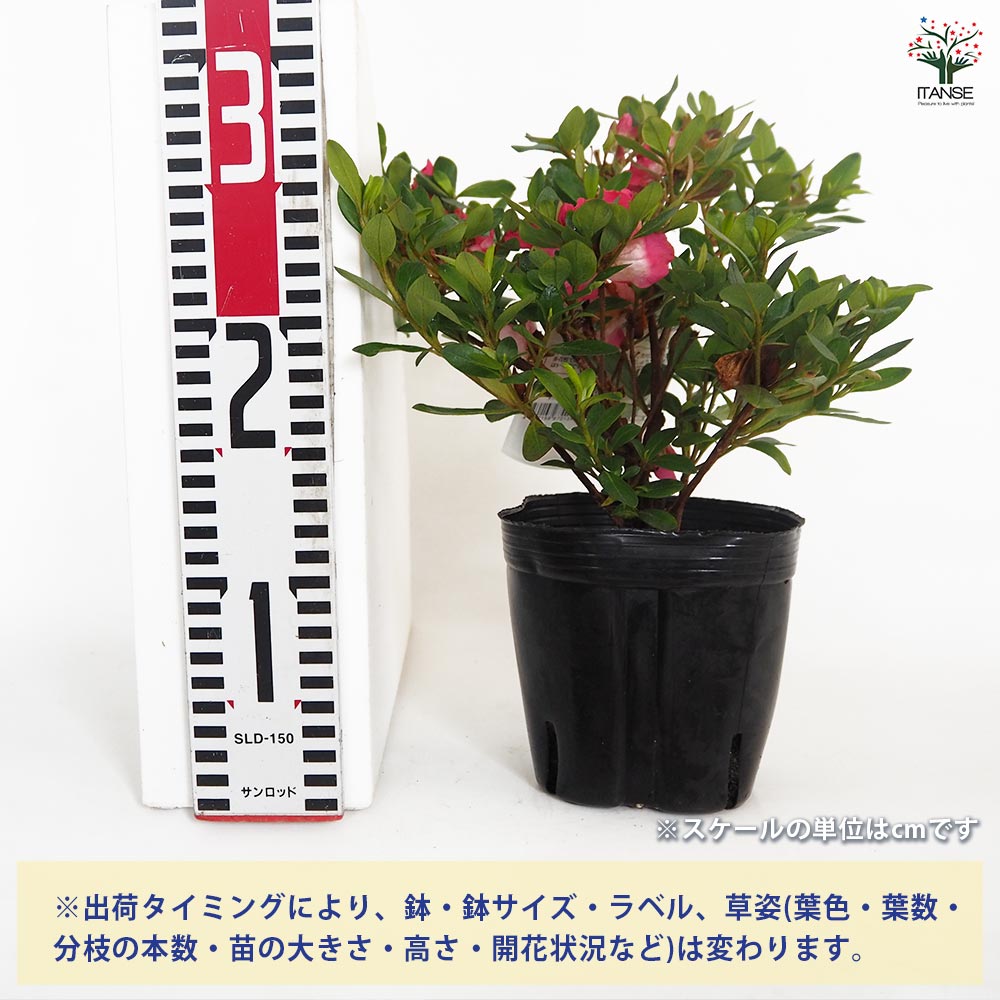 サツキ 真如の月(シンニョノツキ) 【花木苗 5号／1個売り