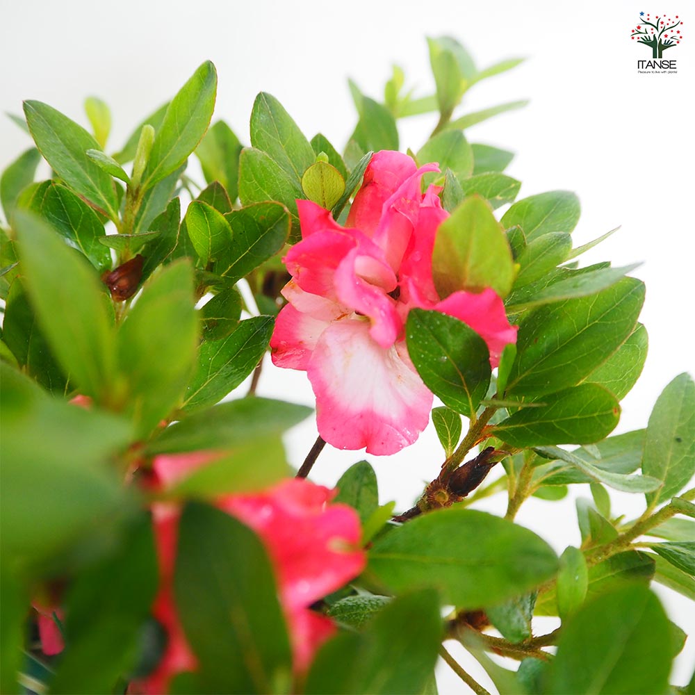 木花様 木花様 木花様 花さま Amazon.co.jp: ZX ゼクス 【花住まいの