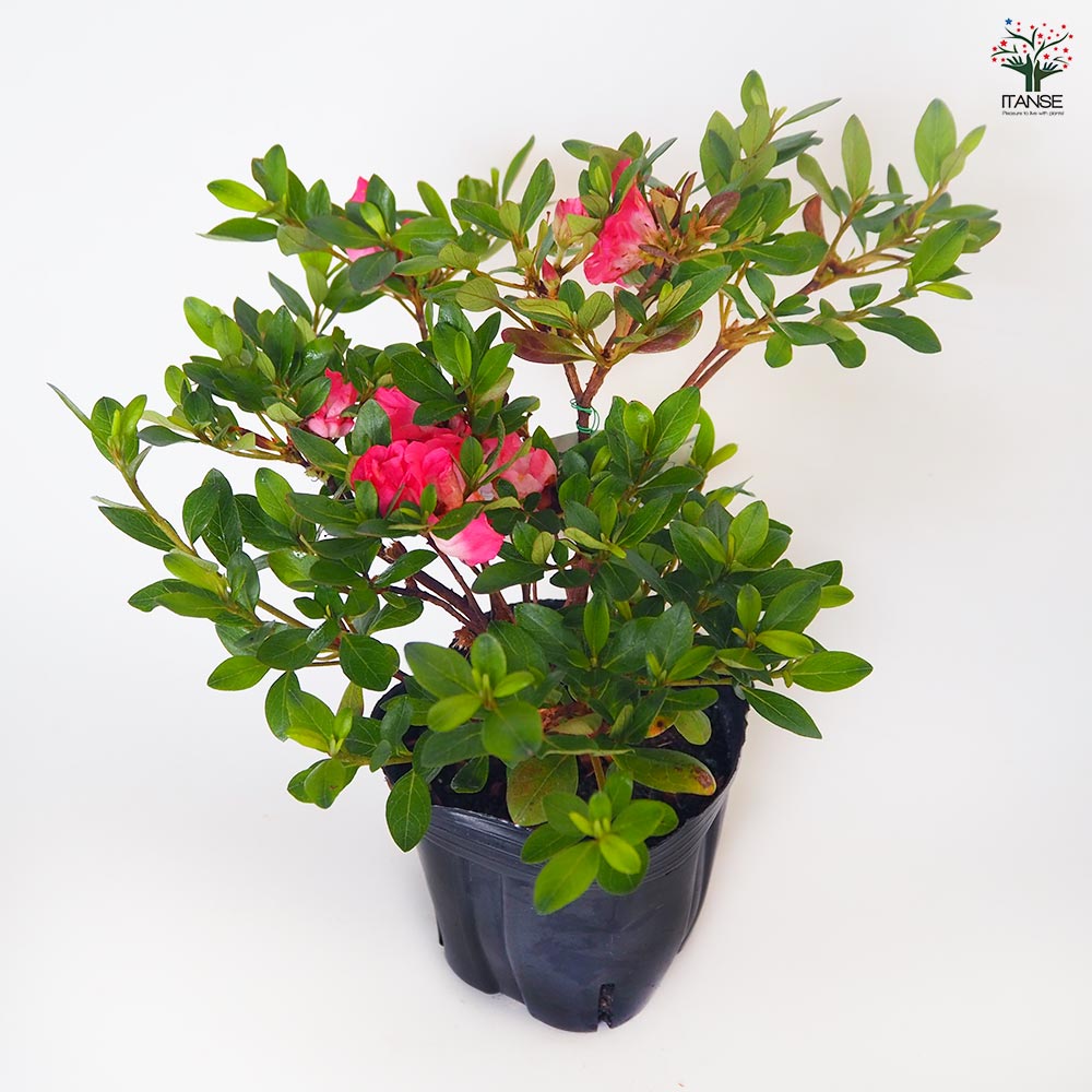 サツキ 真如の月(シンニョノツキ) 【花木苗 5号／1個売り】｜ 【植物の