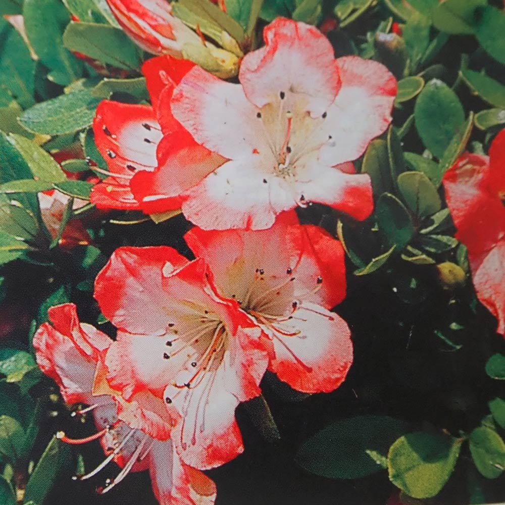 【皐月(さつき)】 新生の月(しんせいのつき) サツキ 真如の月(シンニョノツキ) 【花木苗 5号／1個売り】｜ 【植物の