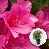 ヒラドツツジ 斑入り葉 【花木苗 5号／1個売り】|植木・花木