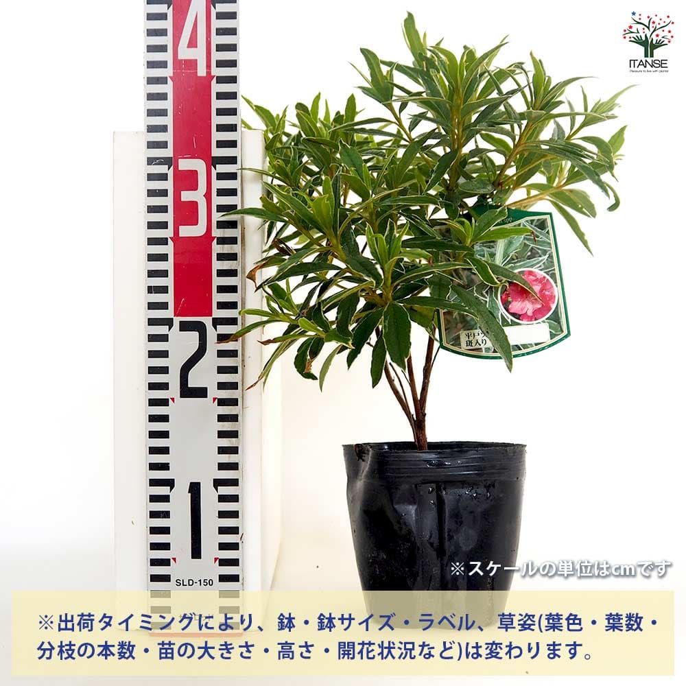 ヒラドツツジ 斑入り葉 【花木苗 5号／1個売り】｜ 【植物の
