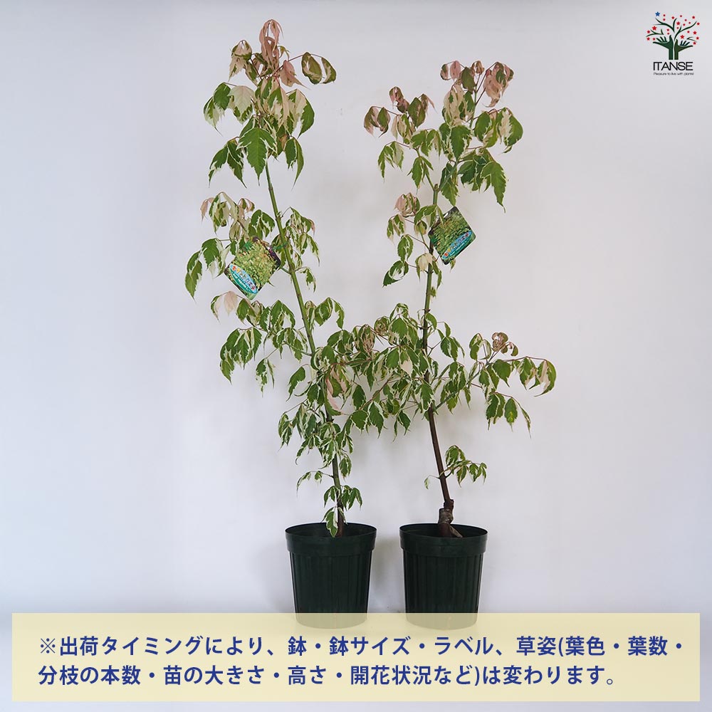 ネグンドカエデ フラミンゴ 【花木苗 6号／1個売り】｜ 【植物の