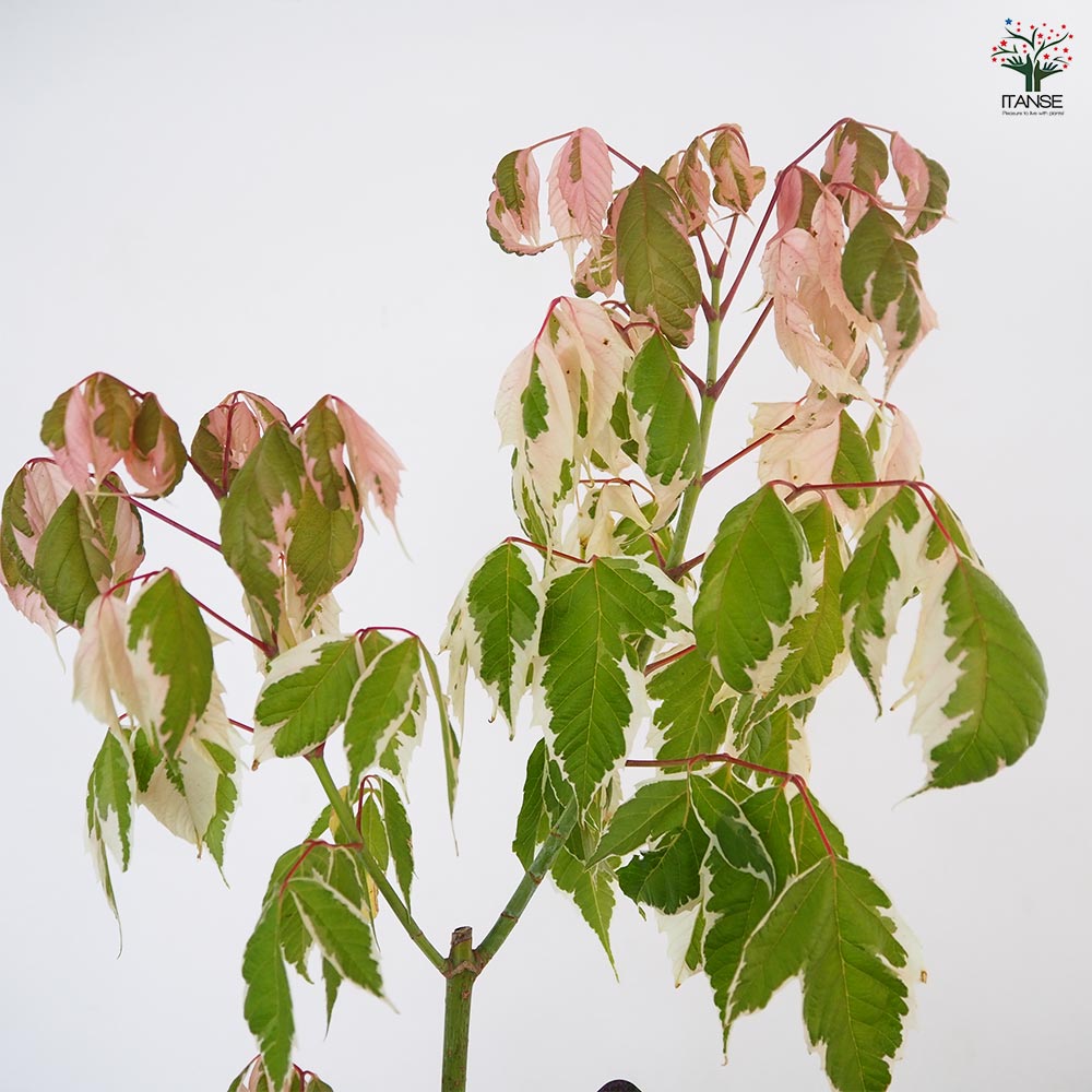 ネグンドカエデ フラミンゴ ネグンドカエデ フラミンゴの特徴・実用例 – Seeding