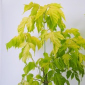ネグンドカエデ ケリーズゴールド 【花木苗 6号／1個売り】|植木・花木