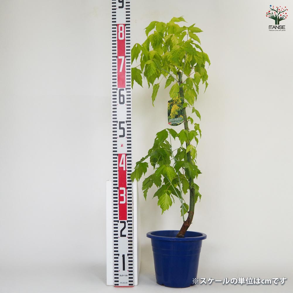 ネグンドカエデ ケリーズゴールド 【花木苗 6号／1個売り】｜ 【植物の
