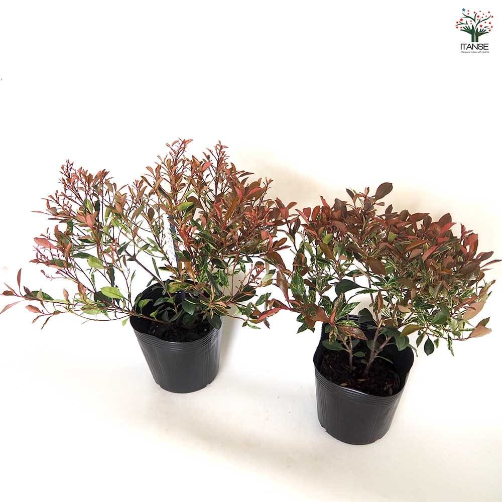 ベニカナメモチ リトルフェンナ 【花木苗 5号／1個売り】｜ 【植物の