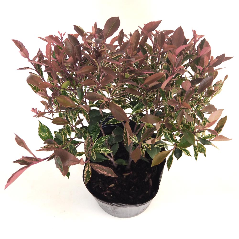 ベニカナメモチ リトルフェンナ 【花木苗 5号／1個売り】