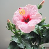 ハイビスカス サマーブリーズ キャンディウィンド 【花木苗 4号／1個売り】|植木・花木
