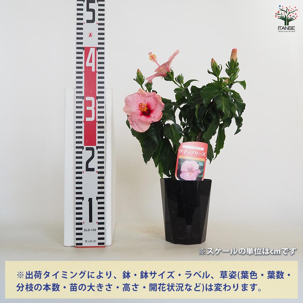 ハイビスカス サマーブリーズ キャンディウィンド 【花木苗 4号／1個