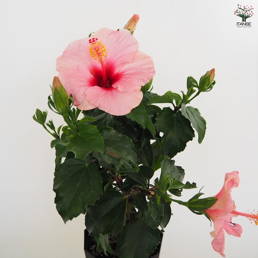 ハイビスカス サマーブリーズ キャンディウィンド 【花木苗 4号／1個