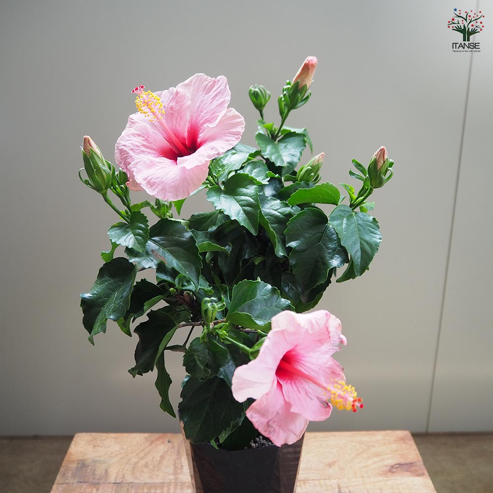 かこさま専用☆ハイビスカス　テンニンカ ガーデンハイビスカス 誘惑のピンク 【花木苗 3.5号】｜ 【植物の