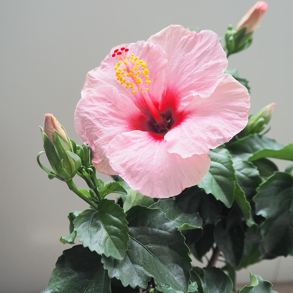 ハイビスカス サマーブリーズ キャンディウィンド 【花木苗 4号／1個売り】