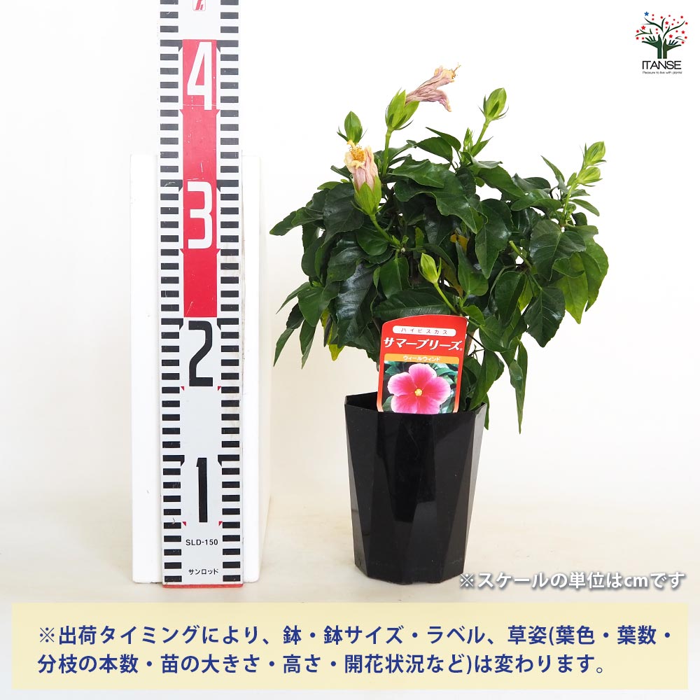 ハイビスカス サマーブリーズ ウィールウィンド 【花木苗 4号／1個売り