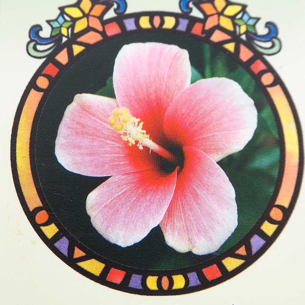 ハイビスカス でぃんがーら～天の川～ 【花木苗 4号／1個売り】