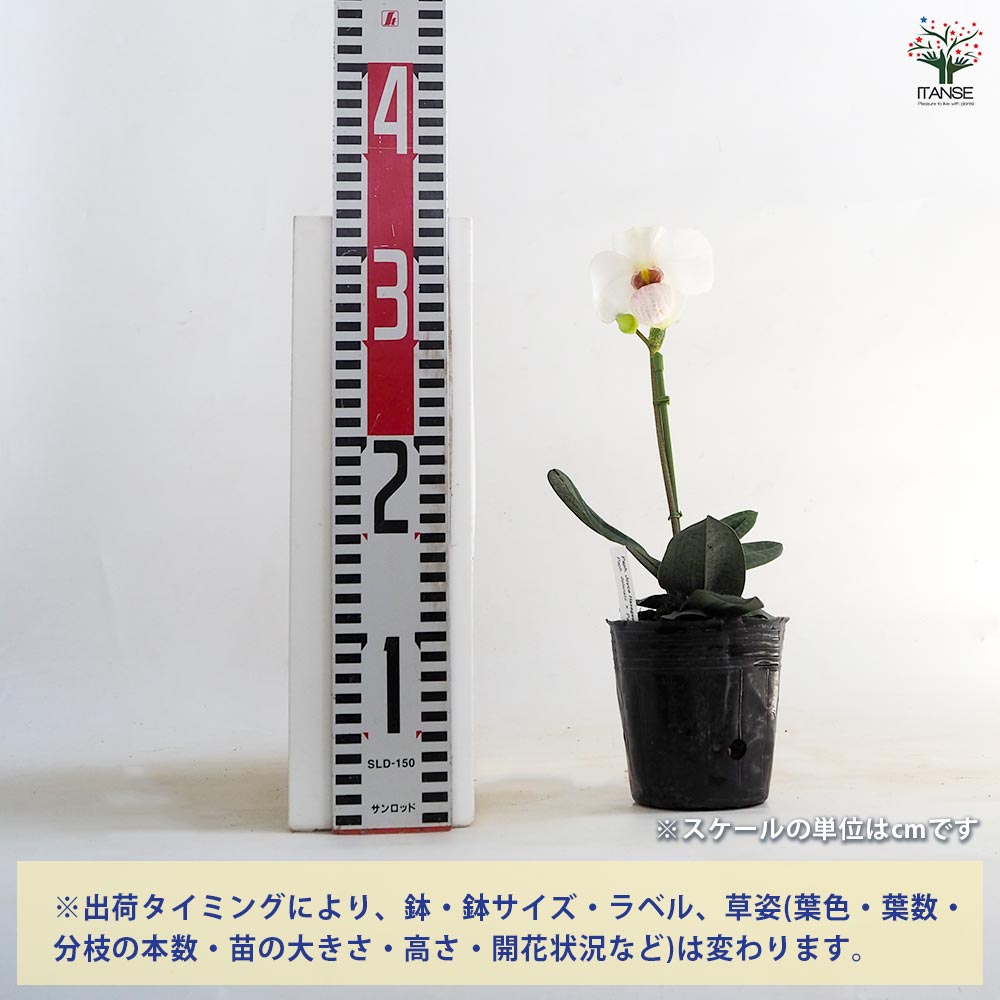 パフィオペディルム ジョイスハセガワ 【花苗 3号／1個売り】｜ 【植物