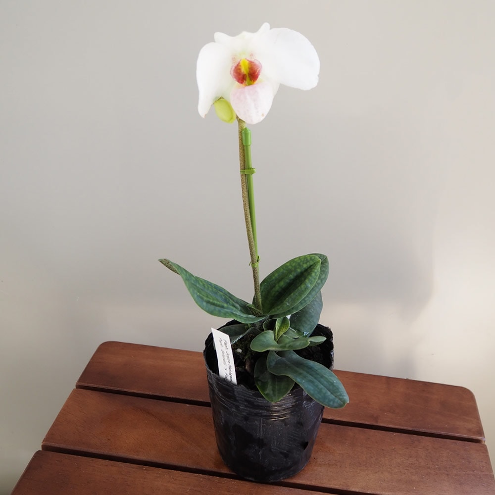 パフィオペディルム ジョイスハセガワ 【花苗 3号／1個売り】