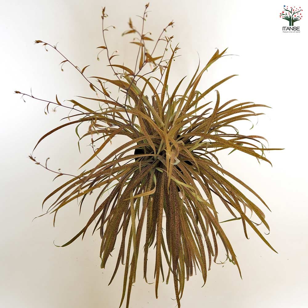 アルスロポディウム カプチーノ 【花苗 3号】｜ 【植物のITANSE