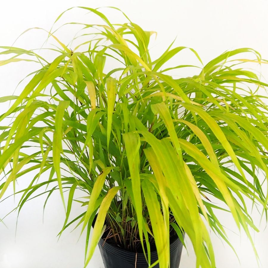 風知草(フウチソウ) オーレア 【花苗 5号／1個売り】