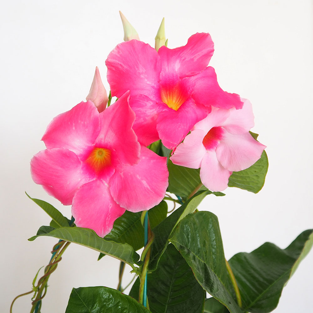 マンデビラ ローズジャイアント 【花苗 5号／1個売り】