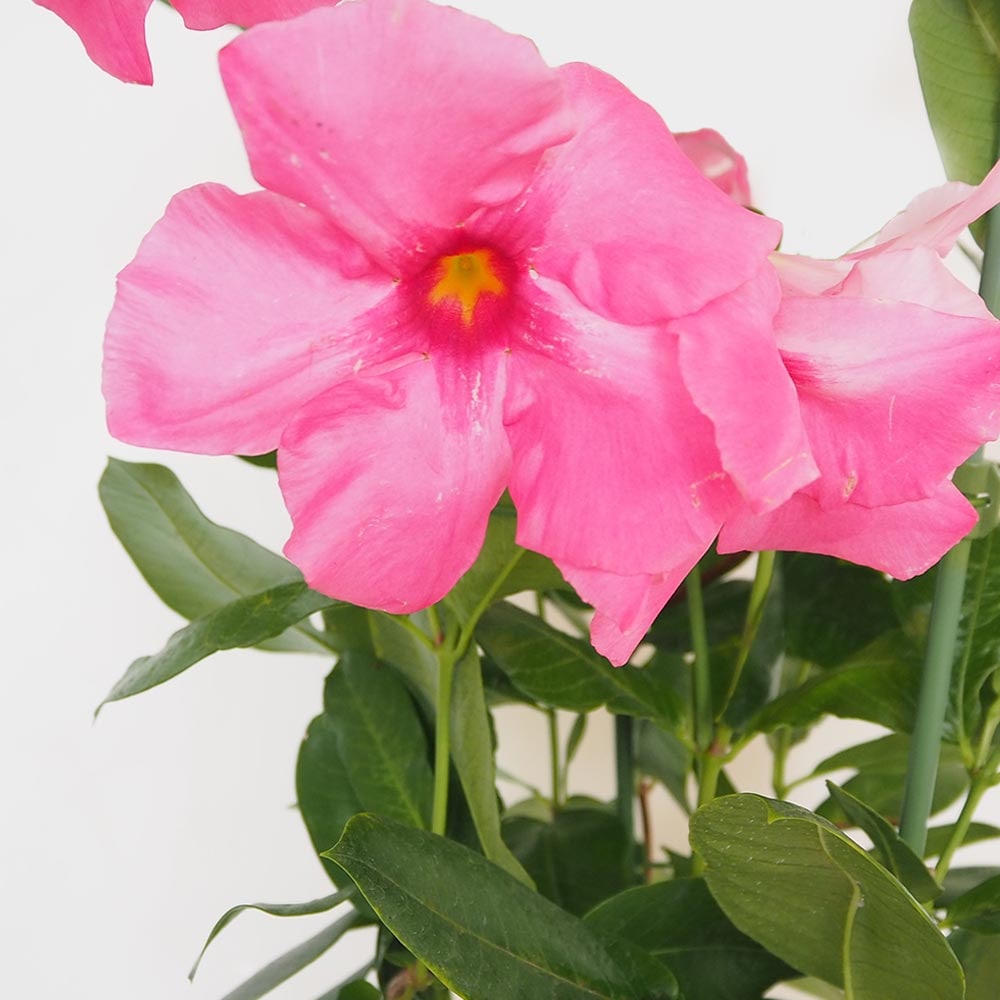 マンデビラ アマゾンナイトピンク 【花苗 6号／1個売り】