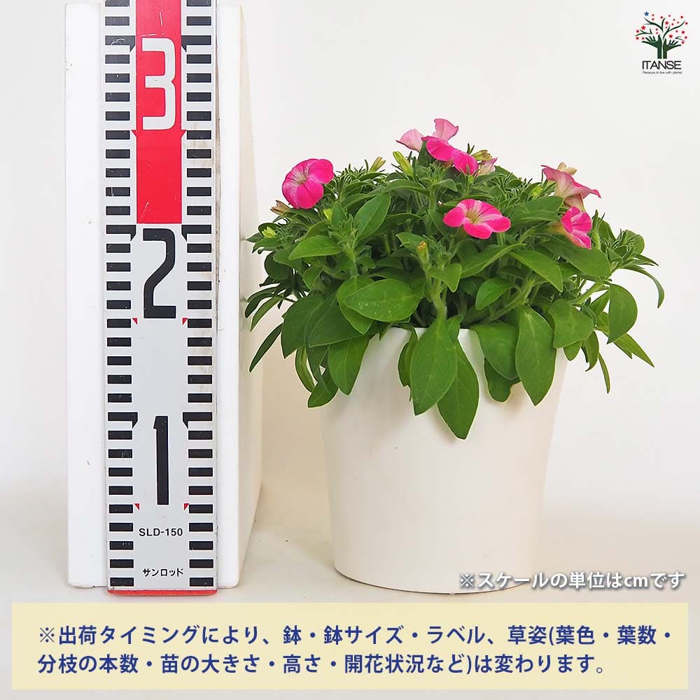 梅花 瑞士梅花錶｜男士｜83300 SY-BE-248