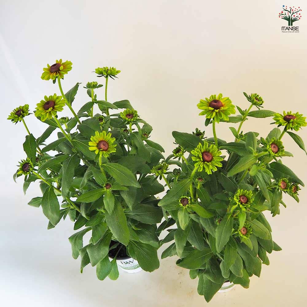 ルドベキア フォレストグリーン 【花苗 5号／1個売り】｜ 【植物の