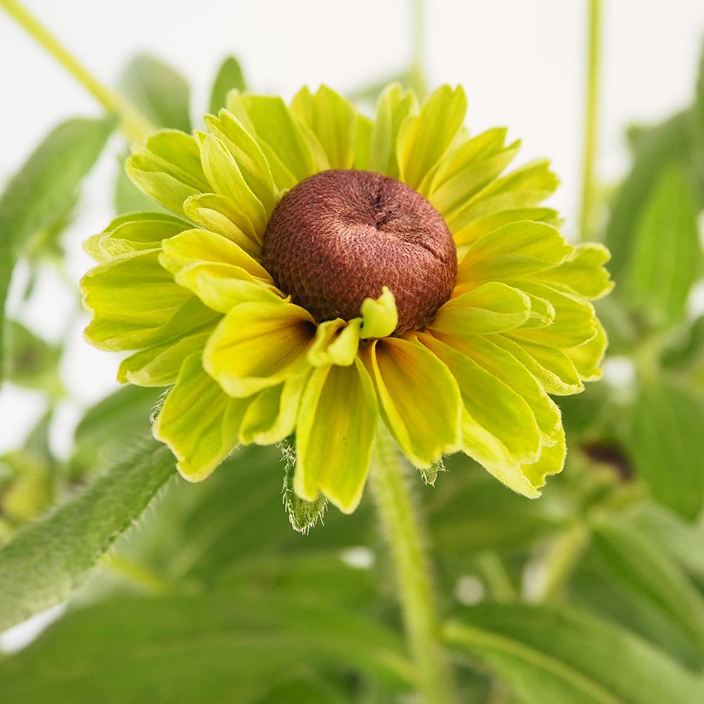 ルドベキア フォレストグリーン 【花苗 5号／1個売り】