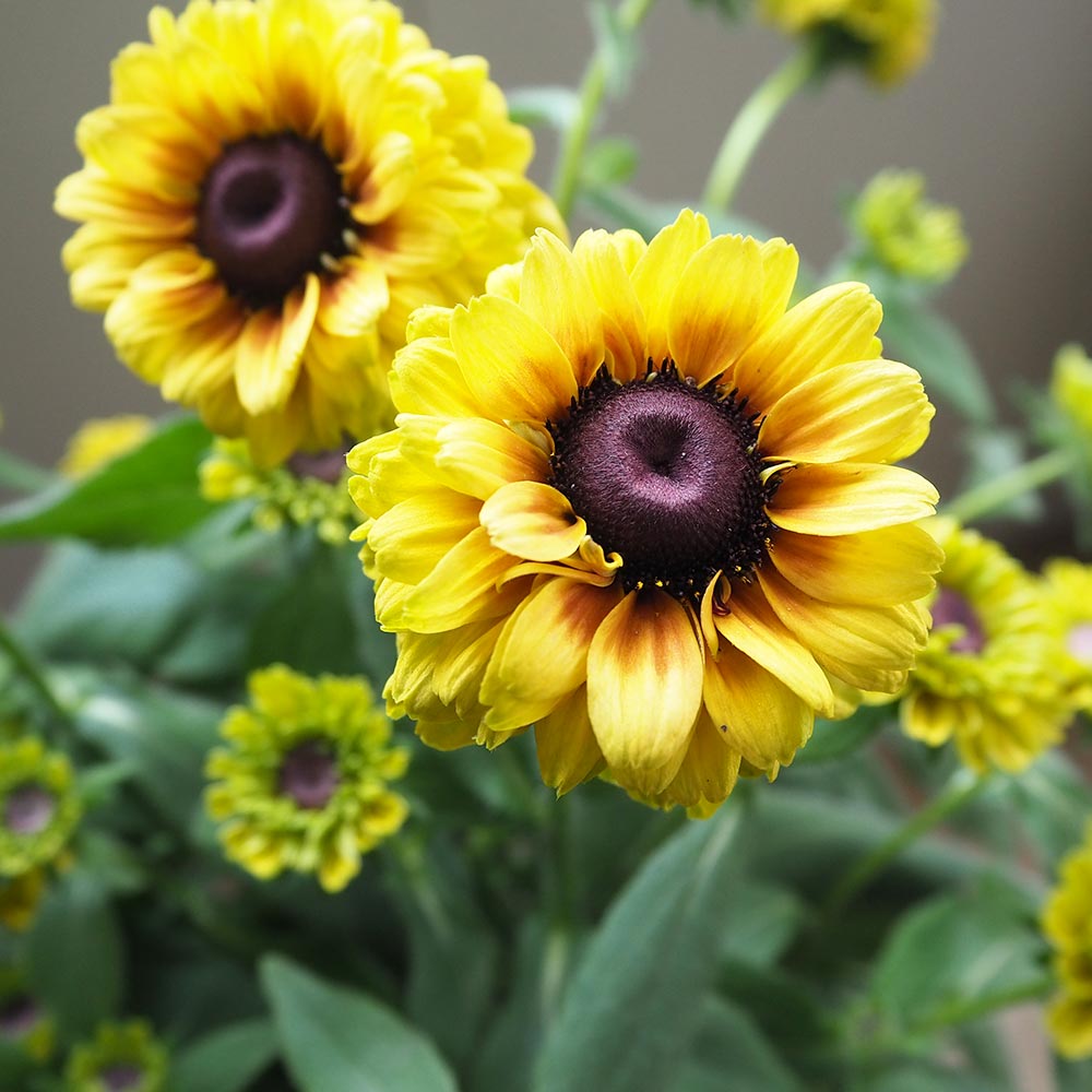 ルドベキア サバンナサンセット 【花苗 5号／1個売り】